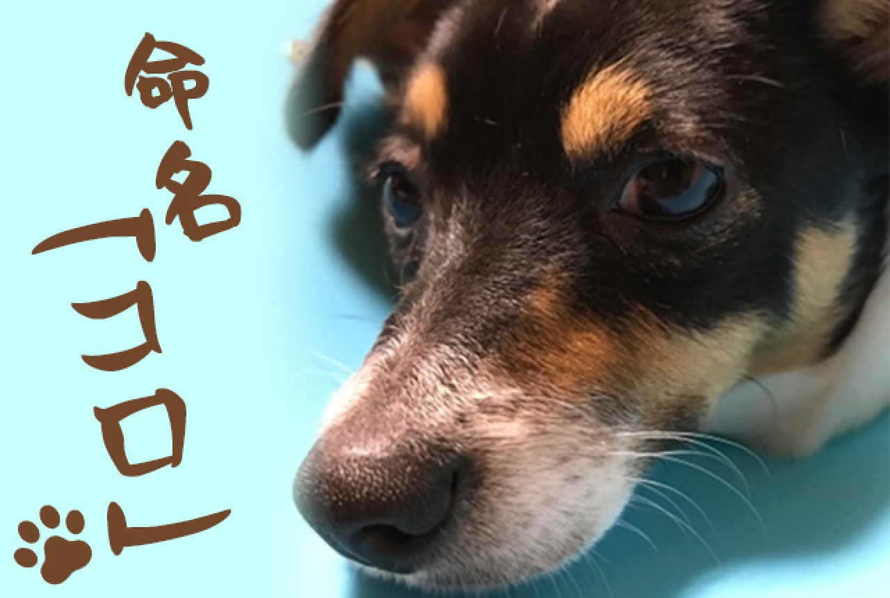 我が家のアイドル「コロちゃん」をご紹介